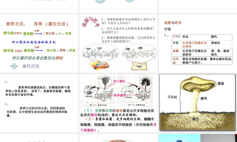 八年级生物上册 5.4.3 真菌课件 （新版）新人教版-（新版）新人教版初中八年级上册生物课件