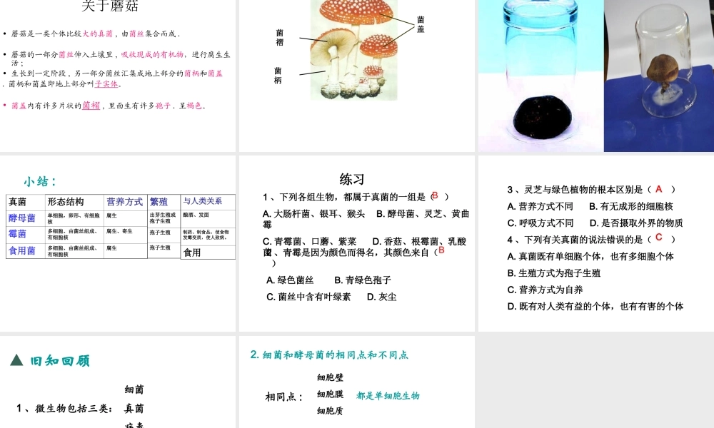 八年级生物上册 5.4.3 真菌课件 （新版）新人教版-（新版）新人教版初中八年级上册生物课件