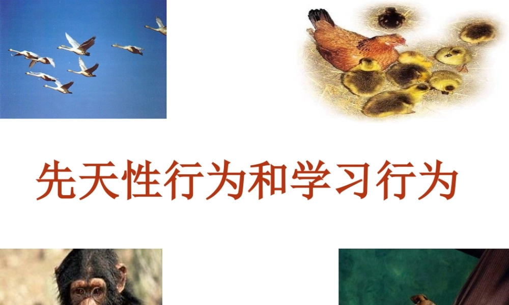 八年级生物上册 5.2.2 先天性行为和学习行为课件2 （新版）新人教版