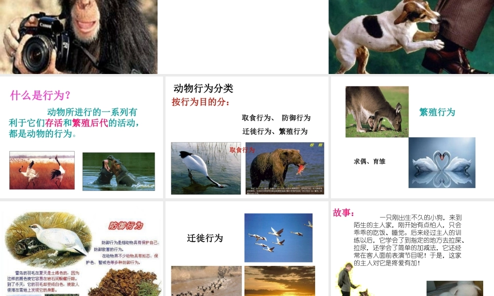 八年级生物上册 5.2.2 先天性行为和学习行为课件2 （新版）新人教版