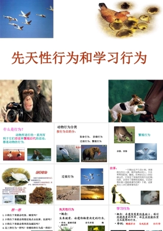 八年级生物上册 5.2.2 先天性行为和学习行为课件2 （新版）新人教版