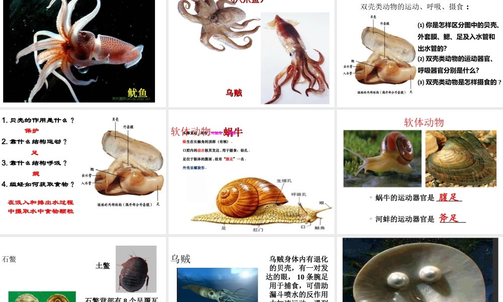 八年级生物上册 5.1.3《软体动物和节肢动物》课件1 （新版）新人教版-（新版）新人教级上册生物课件