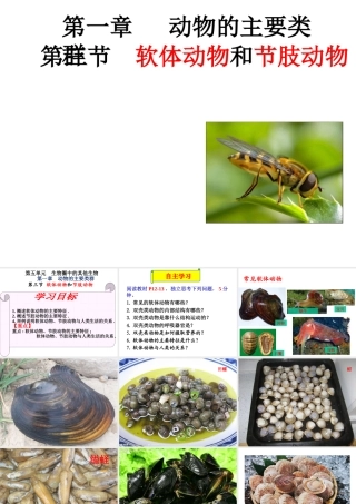八年级生物上册 5.1.3《软体动物和节肢动物》课件1 （新版）新人教版-（新版）新人教级上册生物课件