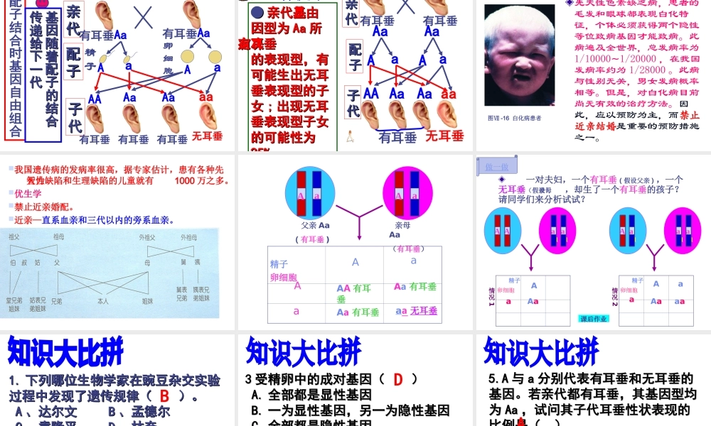八年级生物上册 20.3《性状遗传有一定的规律性》课件1 （新版）北师大版-（新版）北师大版初中八年级上册生物课件