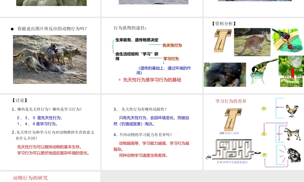 八年级生物上册 5.2.2 先天性行为和学习行为课件3 （新版）新人教版