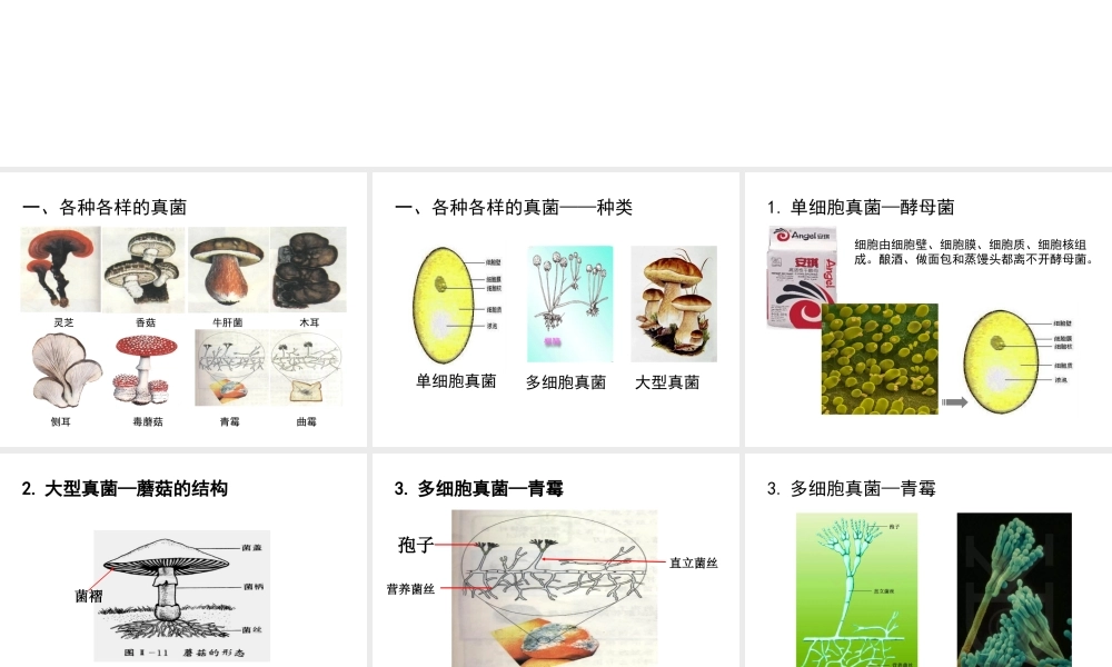 八年级生物上册 5.4.3 真菌课件 （新版）新人教版