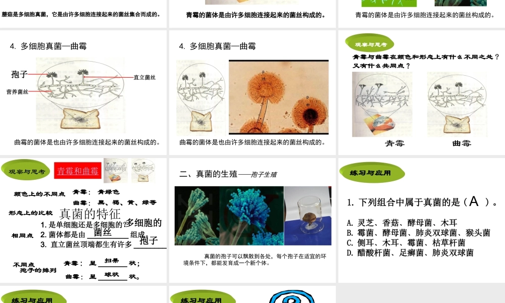 八年级生物上册 5.4.3 真菌课件 （新版）新人教版
