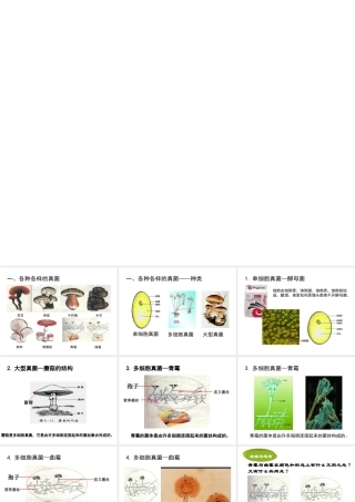 八年级生物上册 5.4.3 真菌课件 （新版）新人教版