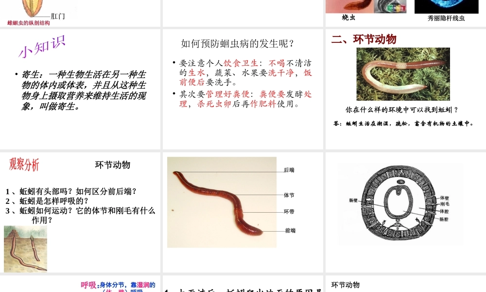 八年级生物上册 5.1.2 线形动物和环节动物课件 （新版）新人教版