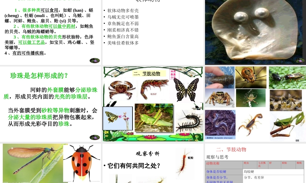 八年级生物上册 5.1.3《软体动物和节肢动物》课件2 （新版）新人教版-（新版）新人教级上册生物课件