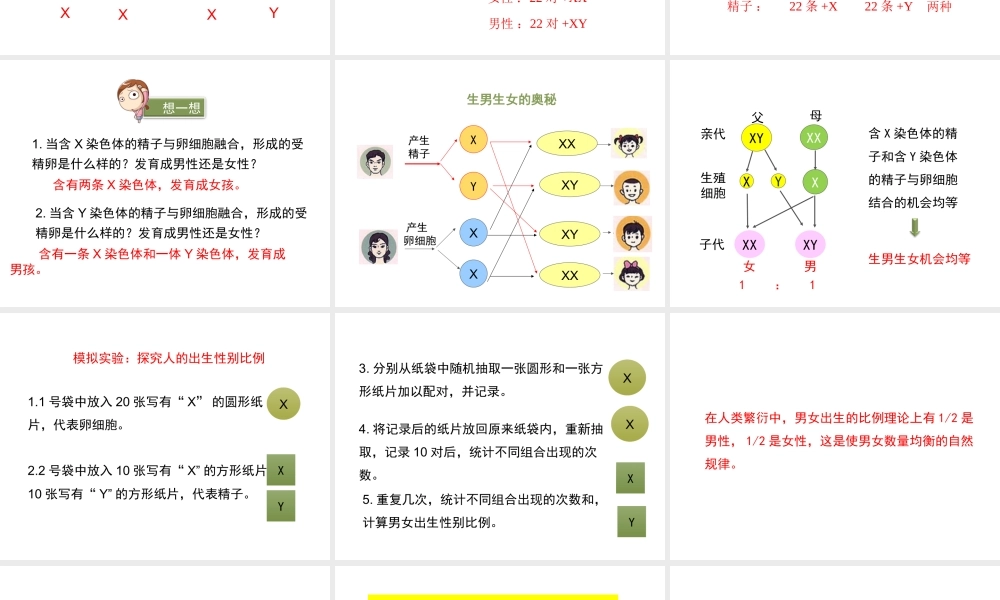 八年级生物上册 20.4 性别和性别决定课件（2）（新版）北师大版-（新版）北师大版初中八年级上册生物课件