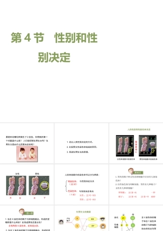 八年级生物上册 20.4 性别和性别决定课件（2）（新版）北师大版-（新版）北师大版初中八年级上册生物课件