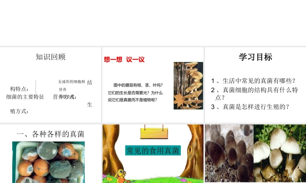 八年级生物上册 5.4.3 真菌课件1 （新版）新人教版-（新版）新人教版初中八年级上册生物课件