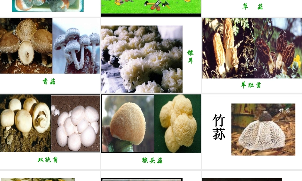 八年级生物上册 5.4.3 真菌课件1 （新版）新人教版-（新版）新人教版初中八年级上册生物课件