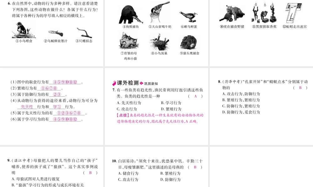 八年级生物上册 5.2.2 先天性行为和学习行为作业课件 （新版）新人教版-（新版）新人教级上册生物课件