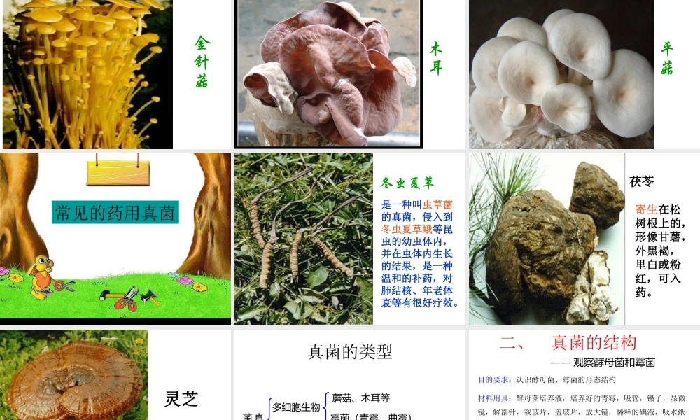 八年级生物上册 5.4.3 真菌课件1 （新版）新人教版-（新版）新人教级上册生物课件