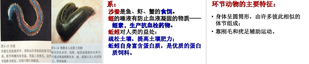 八年级生物上册 5.1.2 线形动物和环节动物课件 （新版）新人教版五四制-（新版）新人教级上册生物课件