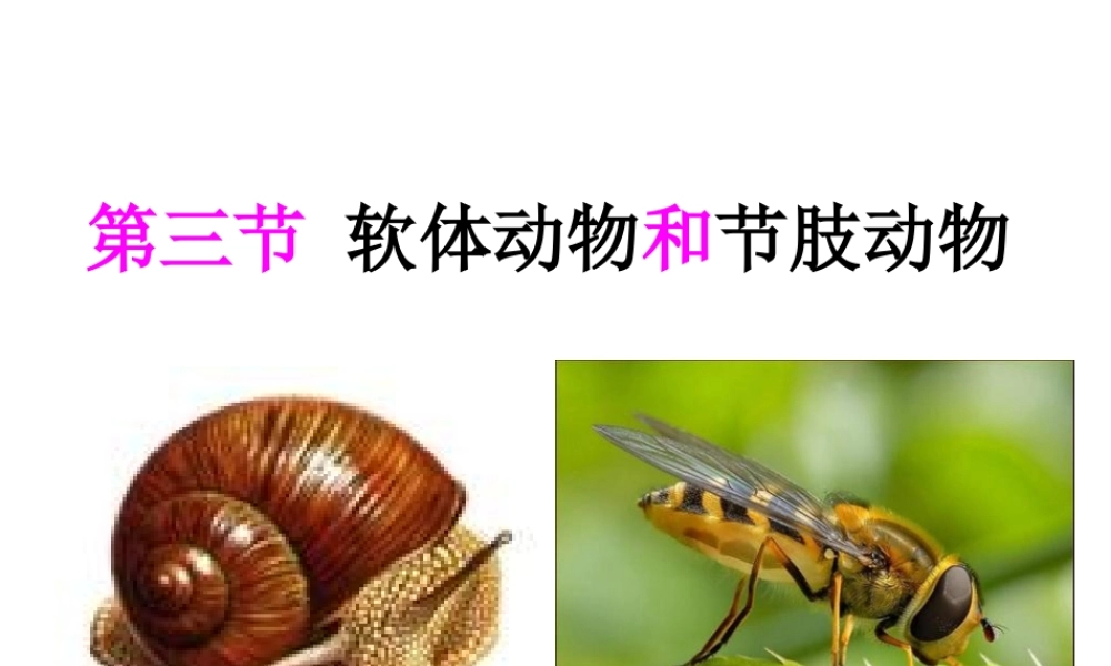 八年级生物上册 5.1.3《软体动物和节肢动物》课件3 （新版）新人教版-（新版）新人教版初中八年级上册生物课件