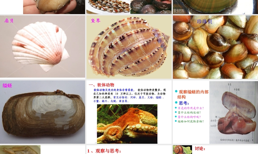 八年级生物上册 5.1.3《软体动物和节肢动物》课件3 （新版）新人教版-（新版）新人教版初中八年级上册生物课件