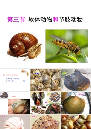 八年级生物上册 5.1.3《软体动物和节肢动物》课件3 （新版）新人教版-（新版）新人教版初中八年级上册生物课件