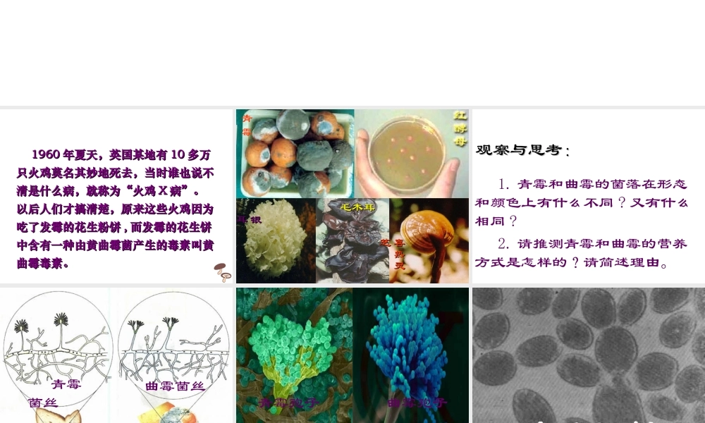 八年级生物上册 5.4.3 真菌课件1 （新版）新人教版