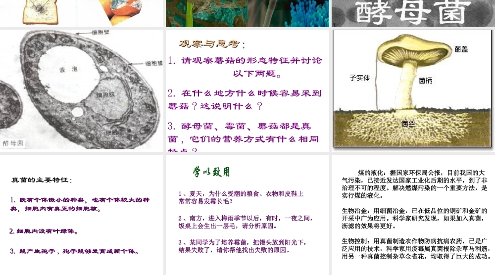 八年级生物上册 5.4.3 真菌课件1 （新版）新人教版