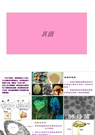 八年级生物上册 5.4.3 真菌课件1 （新版）新人教版