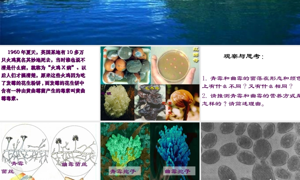 八年级生物上册 5.4.3 真菌课件2 （新版）新人教版-（新版）新人教版初中八年级上册生物课件