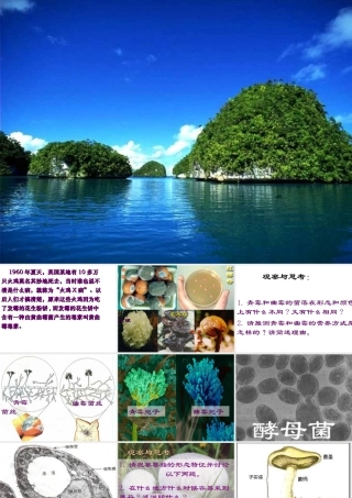 八年级生物上册 5.4.3 真菌课件2 （新版）新人教版-（新版）新人教版初中八年级上册生物课件