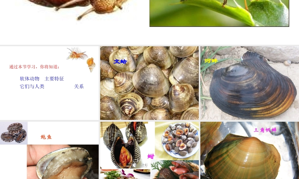 八年级生物上册 5.1.3《软体动物和节肢动物》课件3 （新版）新人教版-（新版）新人教级上册生物课件