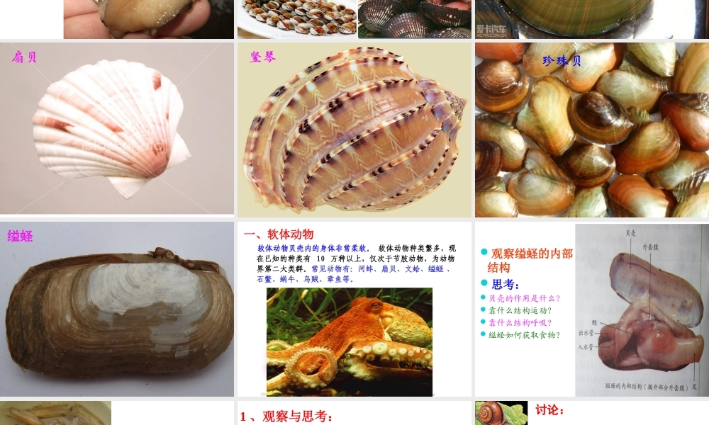 八年级生物上册 5.1.3《软体动物和节肢动物》课件3 （新版）新人教版-（新版）新人教级上册生物课件