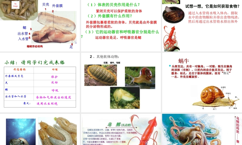 八年级生物上册 5.1.3《软体动物和节肢动物》课件3 （新版）新人教版-（新版）新人教级上册生物课件