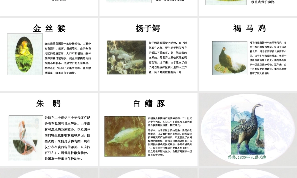 八年级生物上册 6.2《生物多样性的保护》课件 （新版）新人教版-（新版）新人教级上册生物课件