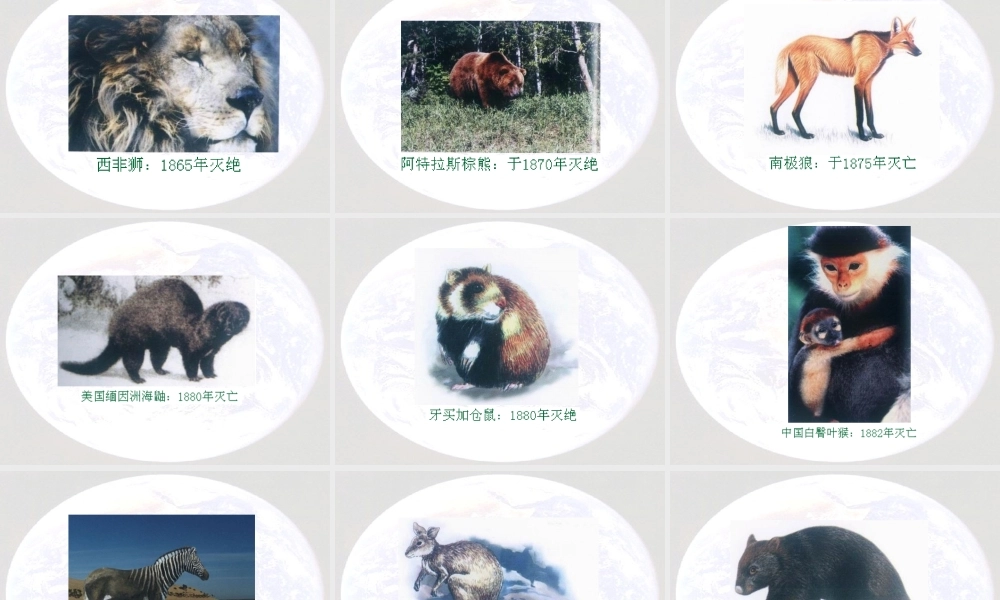 八年级生物上册 6.2《生物多样性的保护》课件 （新版）新人教版-（新版）新人教级上册生物课件