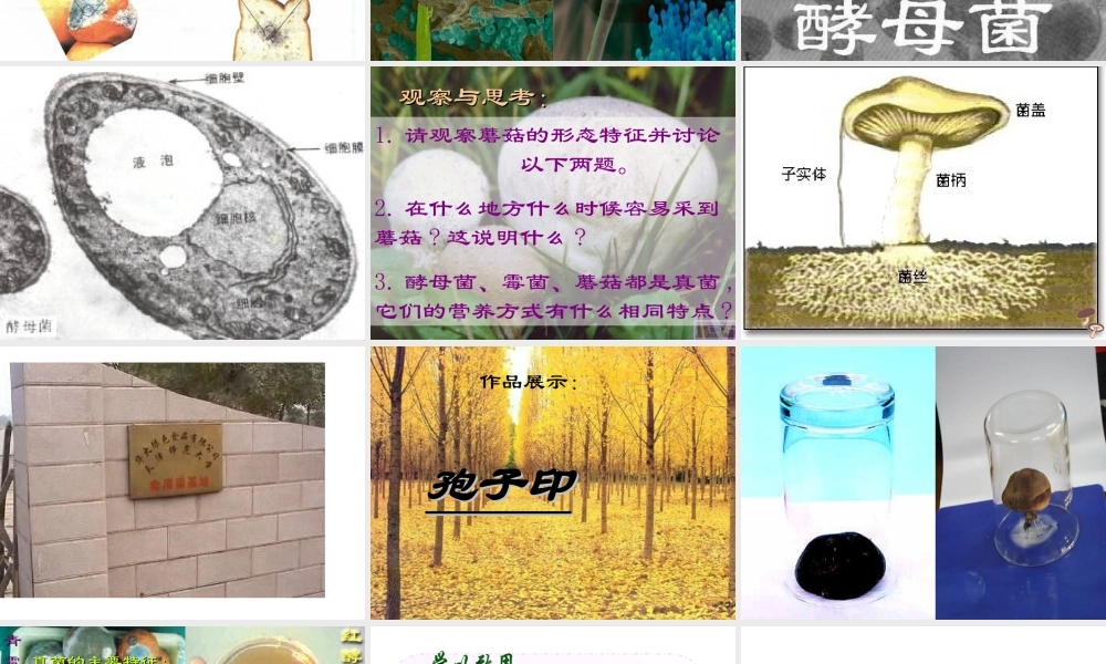 八年级生物上册 5.4.3 真菌课件2 （新版）新人教版-（新版）新人教级上册生物课件