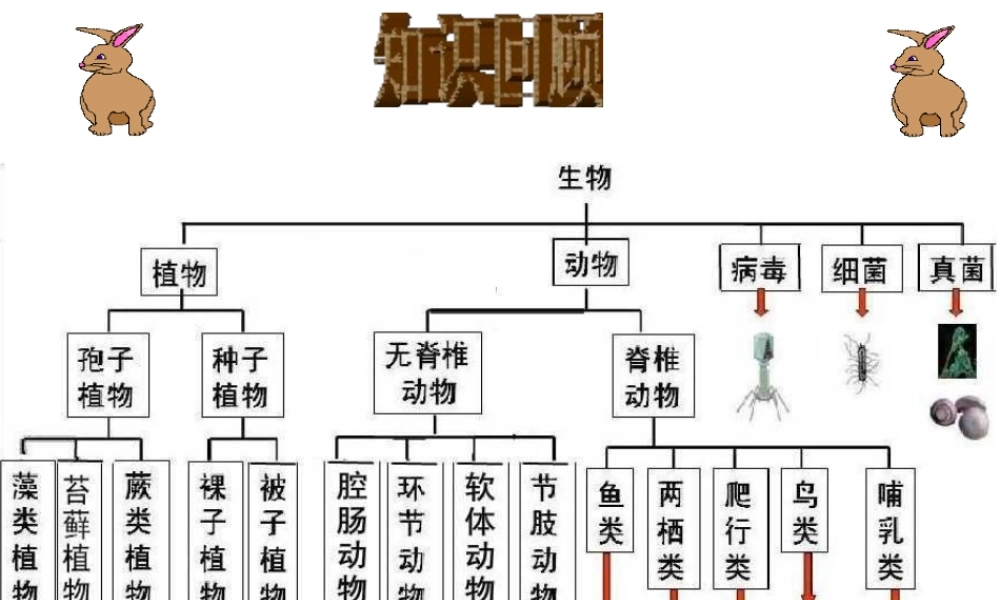八年级生物上册 6.2认识生物的多样性课件 （新版）新人教版-（新版）新人教版初中八年级上册生物课件