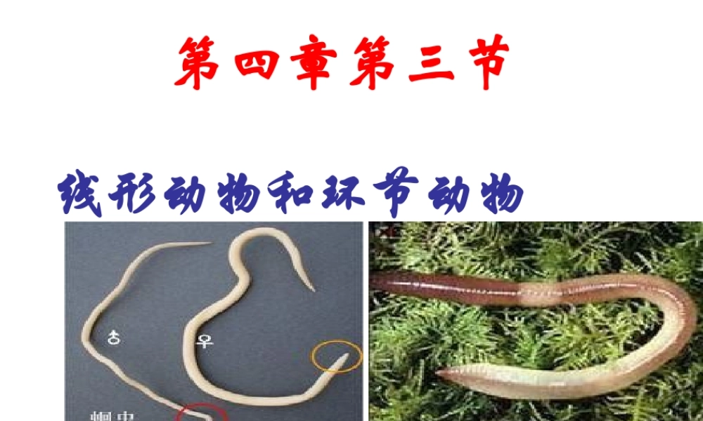 八年级生物上册 5.1.2 线形动物和环节动物课件2 （新版）新人教版-（新版）新人教版初中八年级上册生物课件