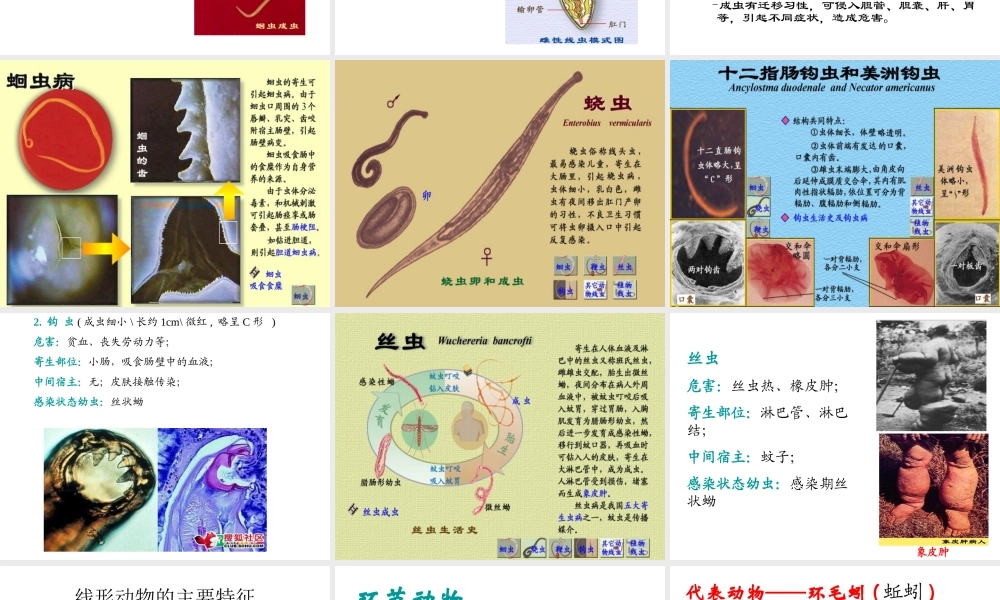 八年级生物上册 5.1.2 线形动物和环节动物课件2 （新版）新人教版-（新版）新人教版初中八年级上册生物课件