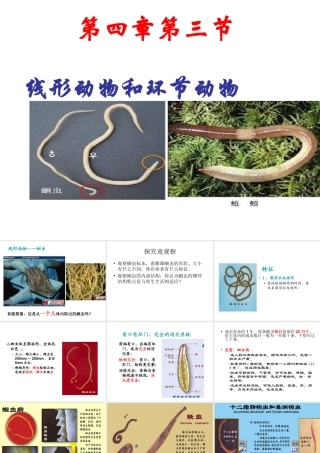 八年级生物上册 5.1.2 线形动物和环节动物课件2 （新版）新人教版-（新版）新人教版初中八年级上册生物课件