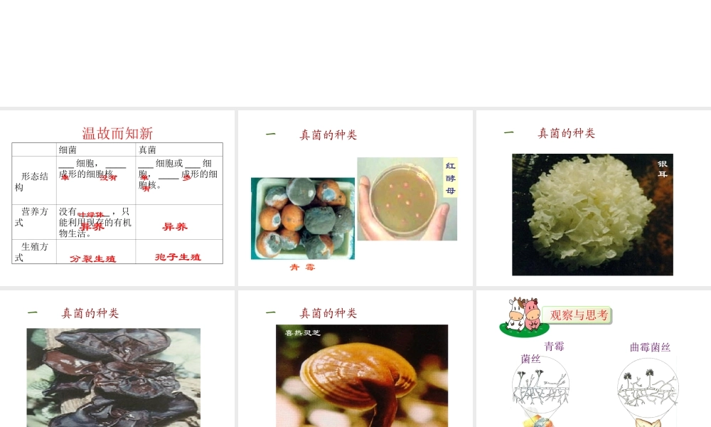 八年级生物上册 5.4.3 真菌课件2 （新版）新人教版