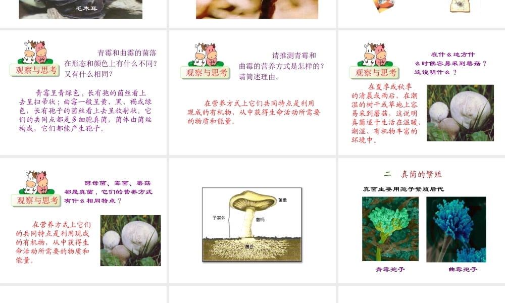 八年级生物上册 5.4.3 真菌课件2 （新版）新人教版