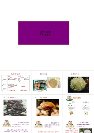 八年级生物上册 5.4.3 真菌课件2 （新版）新人教版