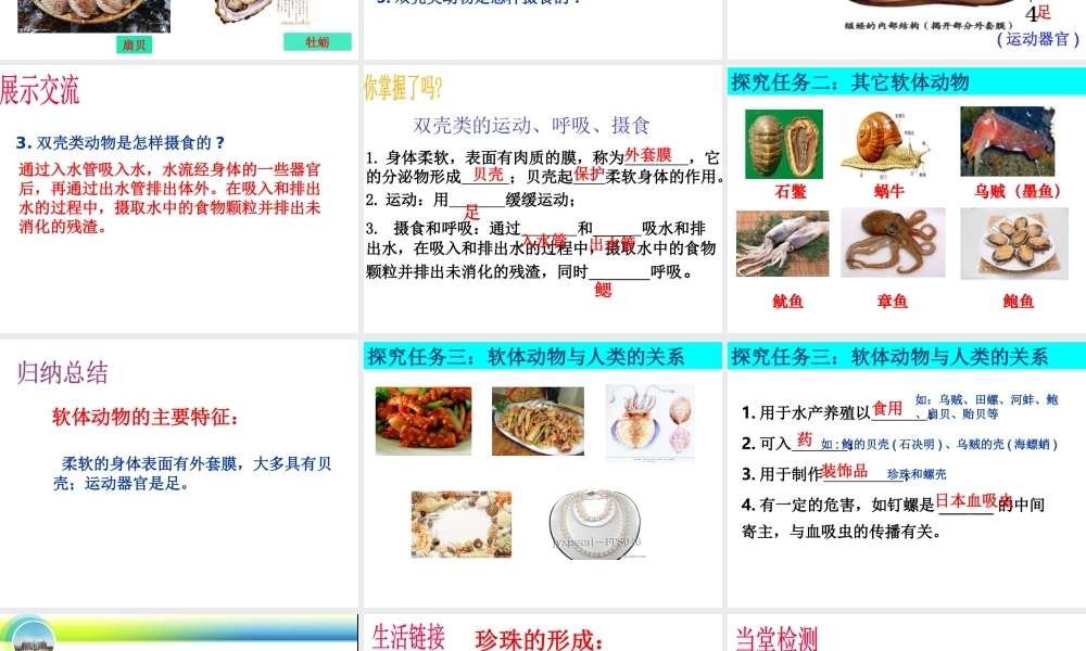 八年级生物上册 5.1.3《软体动物和节肢动物》课件4 （新版）新人教版-（新版）新人教版初中八年级上册生物课件