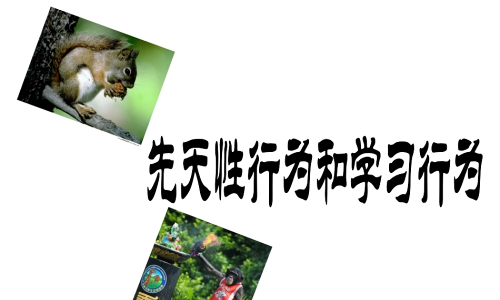 八年级生物上册 5.2.2《先天性行为和学习行为》课件 人教新课标版