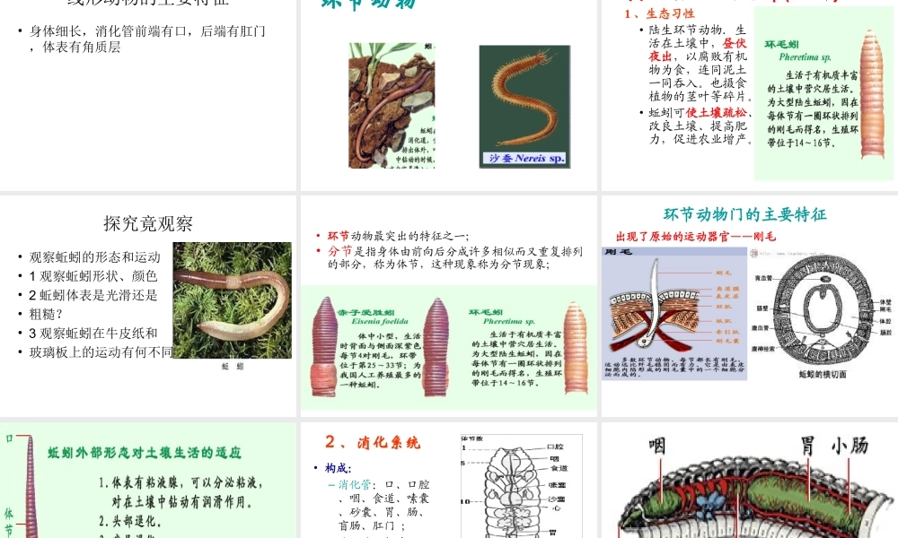 八年级生物上册 5.1.2 线形动物和环节动物课件2 （新版）新人教版-（新版）新人教级上册生物课件