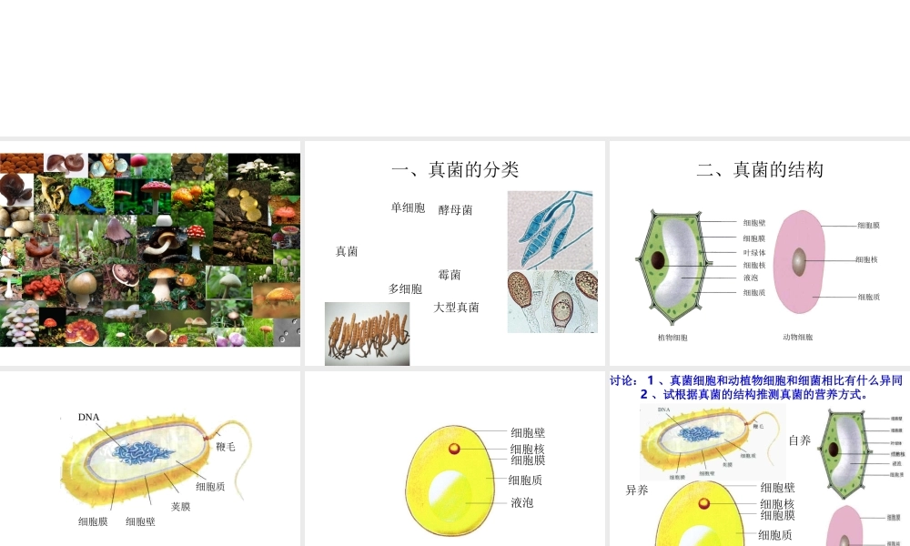 八年级生物上册 5.4.3 真菌课件3 （新版）新人教版
