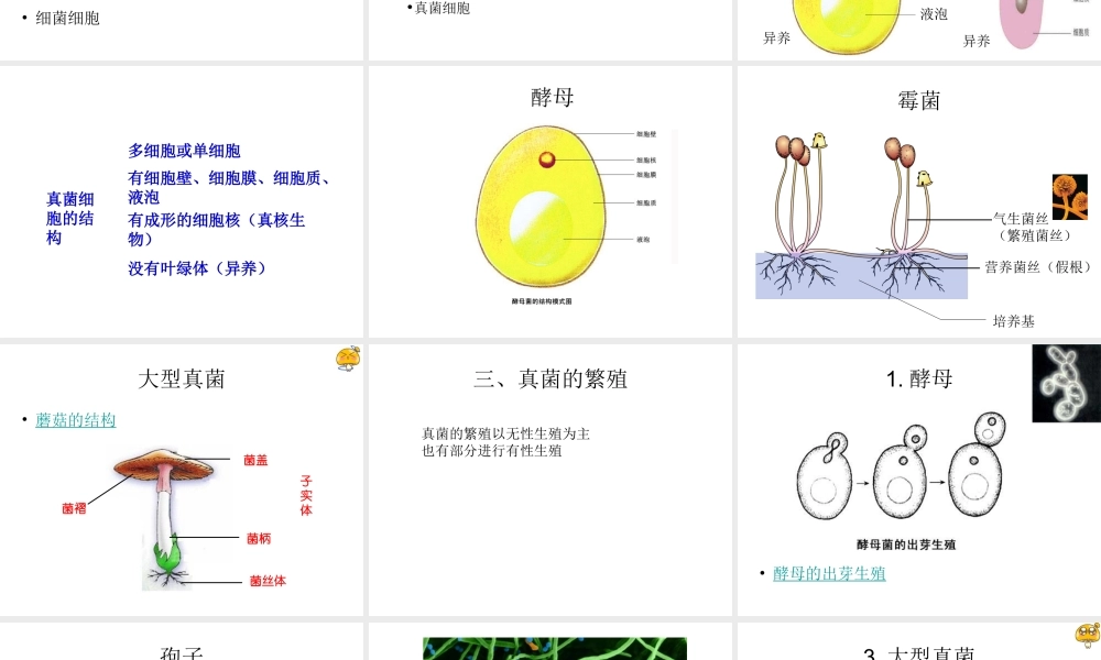 八年级生物上册 5.4.3 真菌课件3 （新版）新人教版