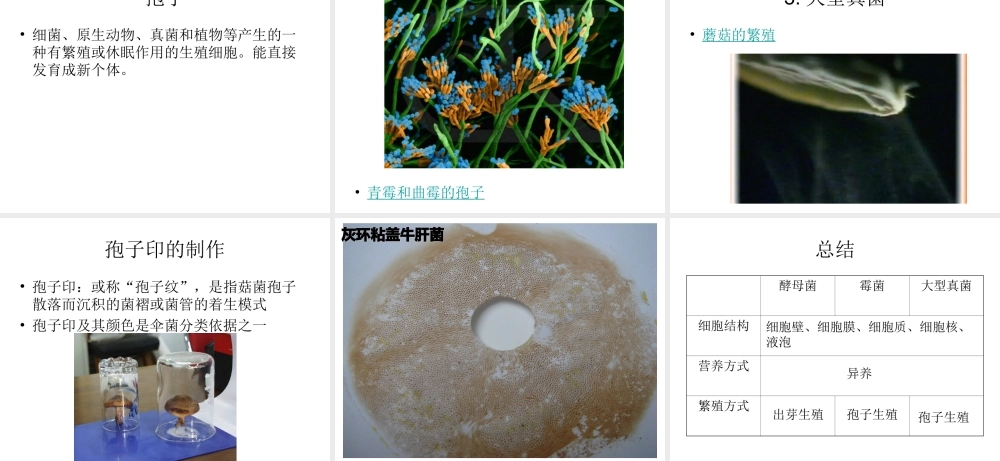 八年级生物上册 5.4.3 真菌课件3 （新版）新人教版