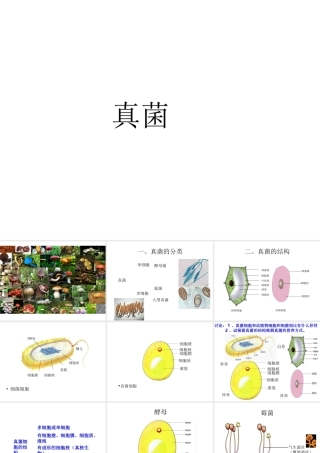 八年级生物上册 5.4.3 真菌课件3 （新版）新人教版
