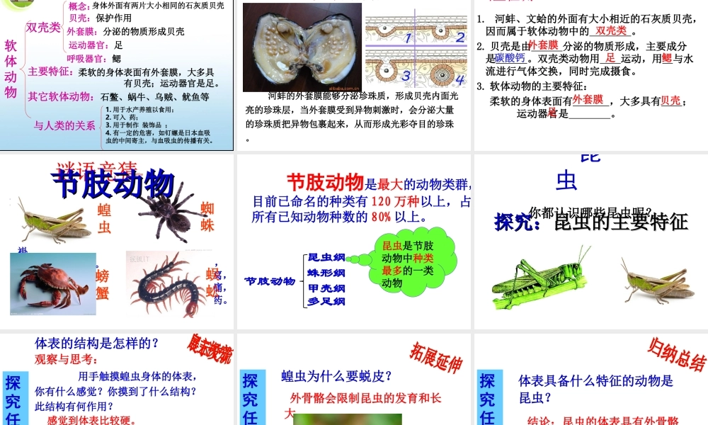 八年级生物上册 5.1.3《软体动物和节肢动物》课件4 （新版）新人教版-（新版）新人教级上册生物课件
